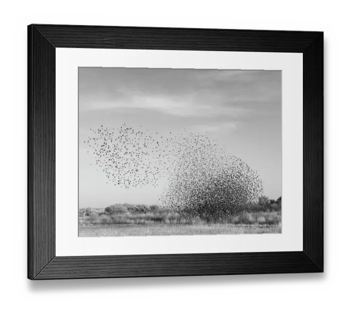 Framed Print : Blackbird murmuration, Bosque del Apache National Wildlife Refuge, New Mexico Framed Print : Blackbird murmuration, Bosque del Apache National Wildlife Refuge, New Mexico