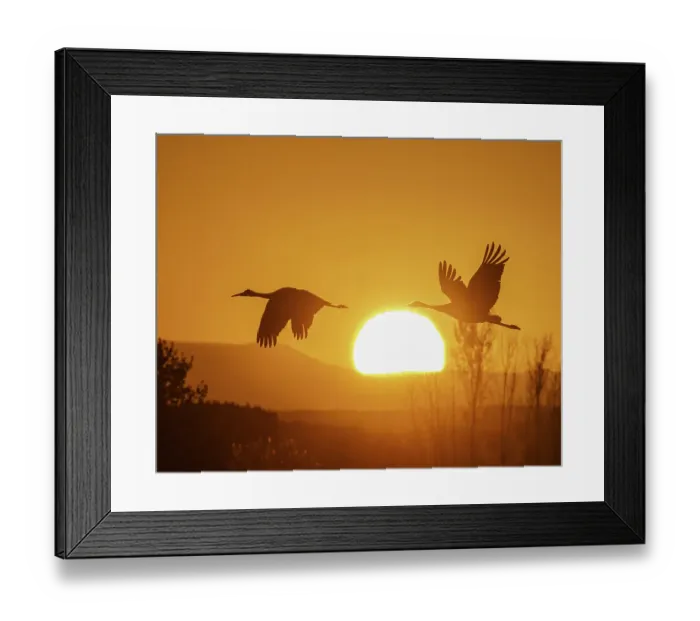 Framed Print : Sandhill cranes flying by the sun at sunrise, Bosque del Apache National Wildlife Refuge, New Mexico Framed Print : Sandhill cranes flying by the sun at sunrise, Bosque del Apache National Wildlife Refuge, New Mexico