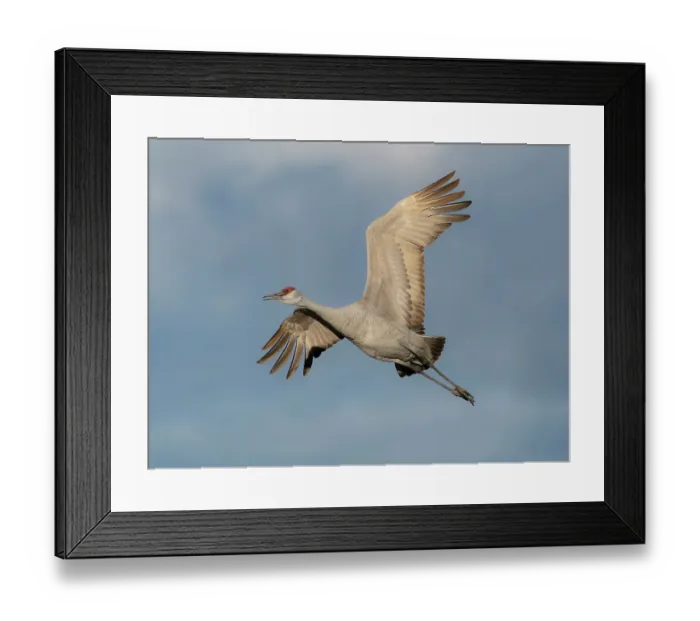 Framed Print : Sandhill crane calling while flying, Bernardo Wildlife Area, New Mexico Framed Print : Sandhill crane calling while flying, Bernardo Wildlife Area, New Mexico