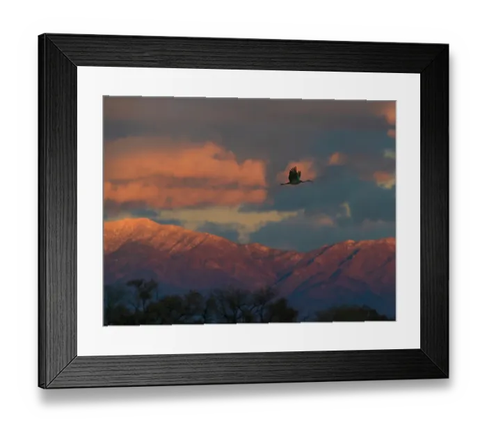 Framed Print : Sandhill cranes in flight coming in to roost at sunset, snow-covered Manzano Mountains in background, Bernardo Wildlife Area, New Mexico USA Framed Print : Sandhill cranes in flight coming in to roost at sunset, snow-covered Manzano Mountains in background, Bernardo Wildlife Area, New Mexico USA