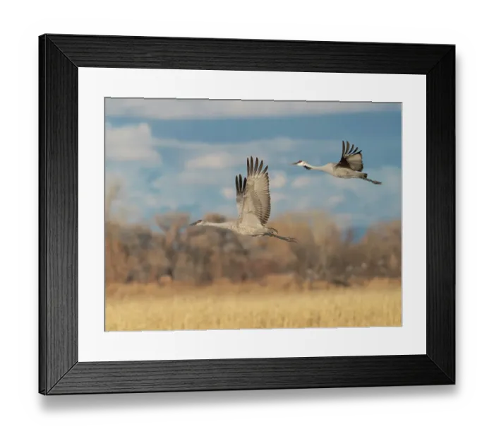 Framed Print : Sandhill cranes in flight, Bernardo Waterfowl Management Area, New Mexico Framed Print : Sandhill cranes in flight, Bernardo Waterfowl Management Area, New Mexico