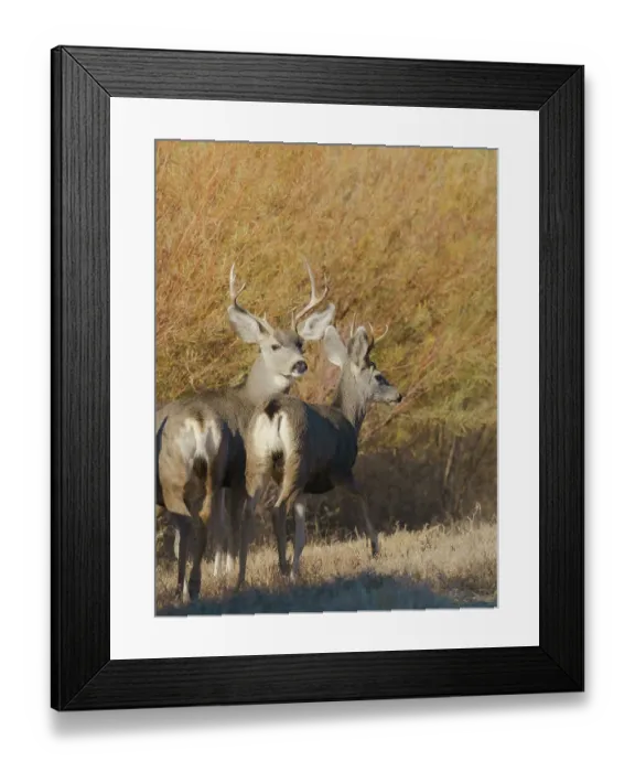 Framed Print : Young bucks, Bosque del Apache National Wildlife Refuge, New Mexico