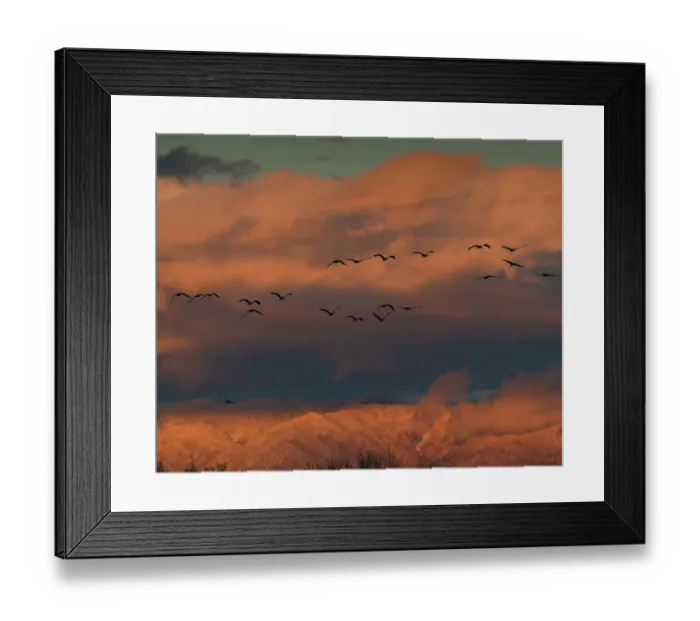 Framed Print : Sandhill cranes in flight coming in to roost at sunset, snow-covered Manzano Mountains in background, Bernardo Wildlife Area, New Mexico USA
