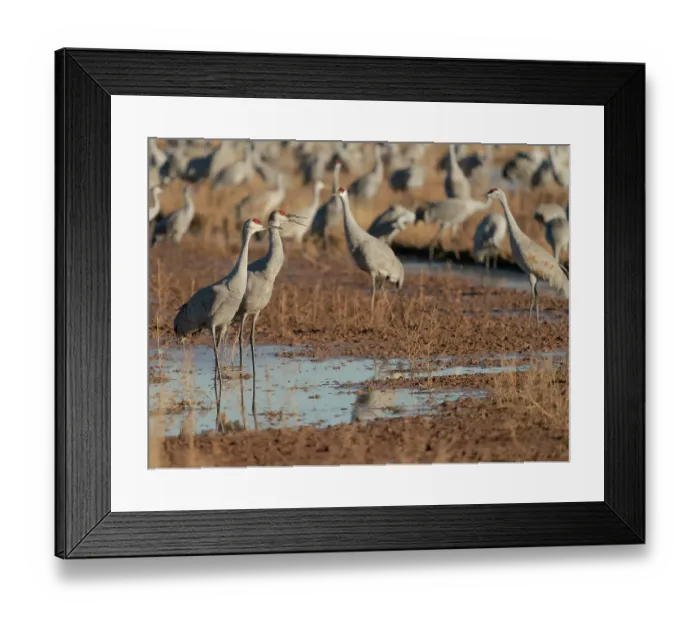 Framed Print : Sandhill cranes in field, Bernardo Wildlife Area, New Mexico Framed Print : Sandhill cranes in field, Bernardo Wildlife Area, New Mexico