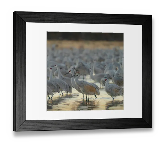 Framed Print : Sandhill crane roosting pond at sunrise, Bernardo Wildlife Area, New Mexico Framed Print : Sandhill crane roosting pond at sunrise, Bernardo Wildlife Area, New Mexico