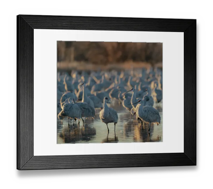 Framed Print : Sandhill cranes roosting pond at sunrise, Bernardo Wildlife Area, New Mexico Framed Print : Sandhill cranes roosting pond at sunrise, Bernardo Wildlife Area, New Mexico