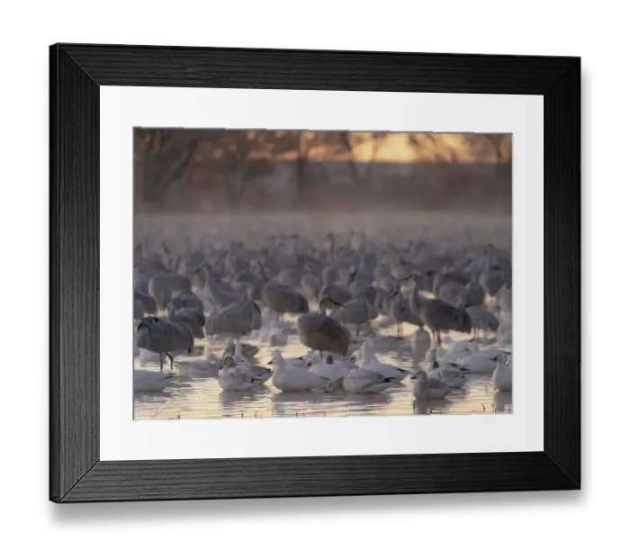 Framed Print : Roosting ponds of sandhill cranes and snow geese, Bernardo Wildlife Area, New Mexico Framed Print : Roosting ponds of sandhill cranes and snow geese, Bernardo Wildlife Area, New Mexico