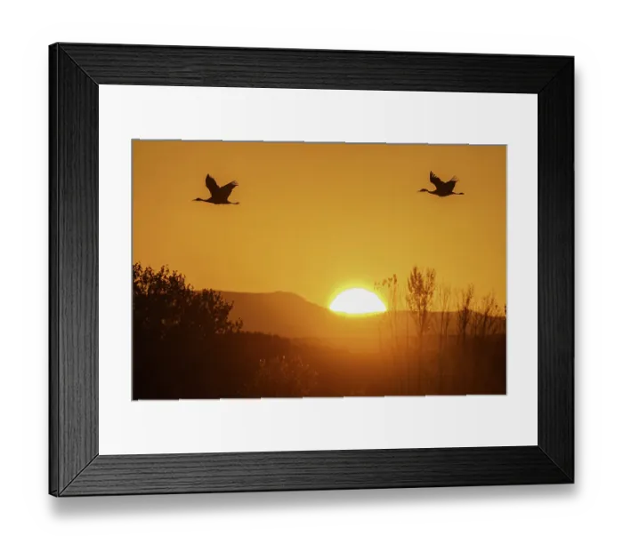 Framed Print : Sandhill cranes flying by the sun at sunrise, Bosque del Apache National Wildlife Refuge, New Mexico