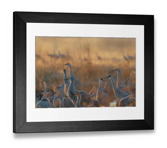 Framed Print : Sandhill cranes roosting pond on a misty sunrise, Bernardo Wildlife Area, New Mexico Framed Print : Sandhill cranes roosting pond on a misty sunrise, Bernardo Wildlife Area, New Mexico