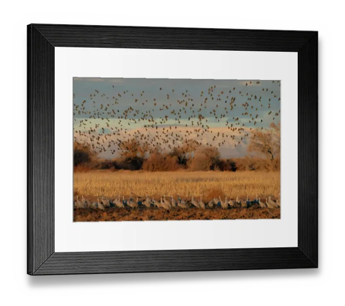 Framed Print : Red-winged blackbirds flying with snow-covered Manzano Mountains in the background, New Mexico Framed Print : Red-winged blackbirds flying with snow-covered Manzano Mountains in the background, New Mexico