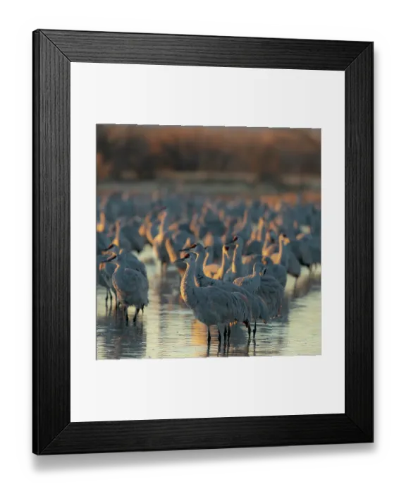 Framed Print : Sandhill crane roosting pond at sunrise, Bernardo Wildlife Area, New Mexico