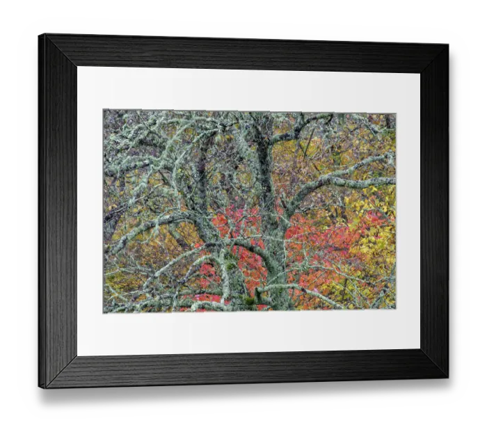 Framed Print : USA, North Carolina, Blue Ridge Parkway. Lichen-covered tree in forest. ©Don Paulson  /  Jaynes Gallery  /  DanitaDelimont.com