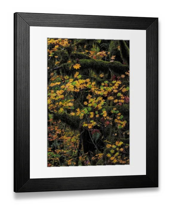Framed Print : Rocky Mountain maple in autumn with mossy trees in the Clatsop State Forest, Oregon, USA Framed Print : Rocky Mountain maple in autumn with mossy trees in the Clatsop State Forest, Oregon, USA