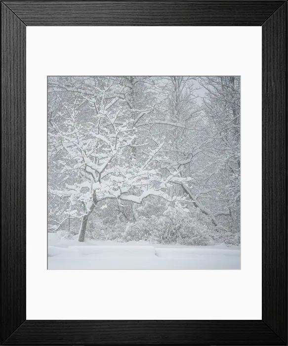 Framed Print : USA, Pennsylvania, Delaware Water Gap. Snow-covered forest in winter mist. ©Jay O'Brien  /  Jaynes Gallery  /  DanitaDelimont.com
