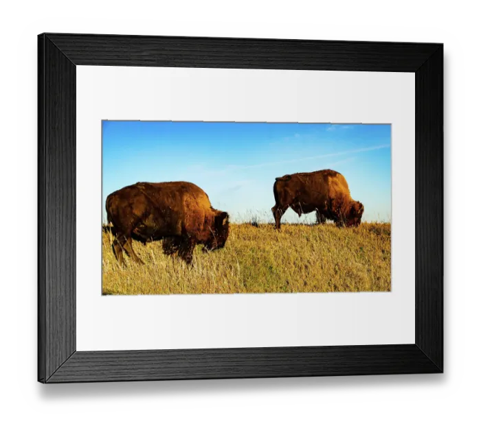 Framed Print : USA, South Dakota, Wall, Badlands National Park, North American Bison Framed Print : USA, South Dakota, Wall, Badlands National Park, North American Bison