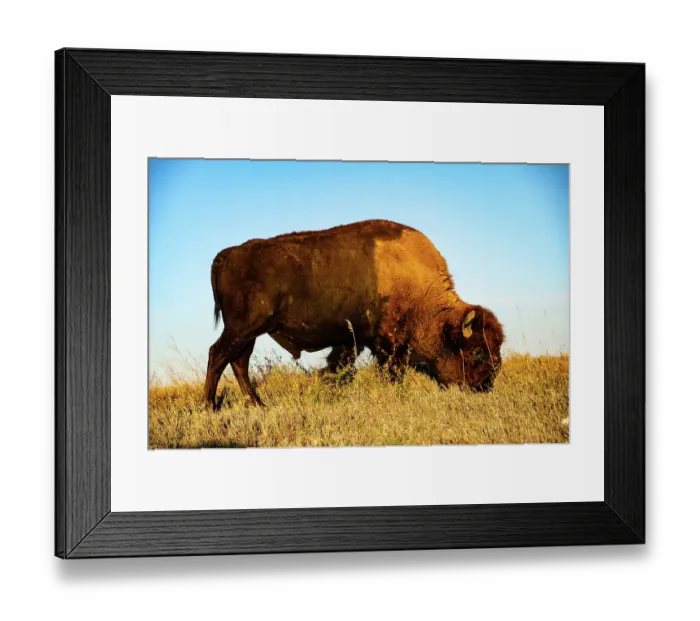 Framed Print : USA, South Dakota, Wall, Badlands National Park, North American Bison Framed Print : USA, South Dakota, Wall, Badlands National Park, North American Bison
