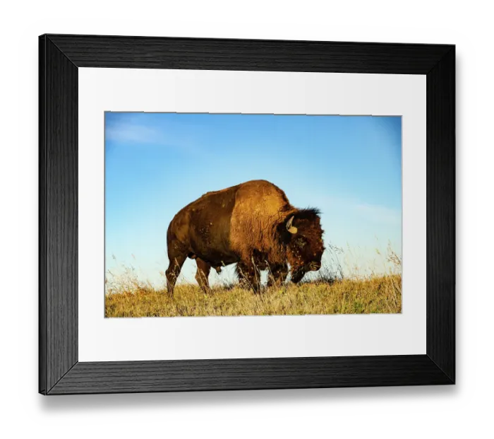 Framed Print : USA, South Dakota, Wall, Badlands National Park, North American Bison