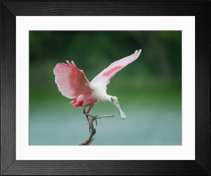 Framed Print : Roseate spoonbill balancing act, Smith Oaks Sanctuary, Bolivar Peninsula, High Island, Texas
