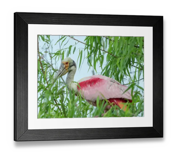 Framed Print : Roseate spoonbill, Smith Oaks Sanctuary, Bolivar Peninsula, High Island, Texas Framed Print : Roseate spoonbill, Smith Oaks Sanctuary, Bolivar Peninsula, High Island, Texas