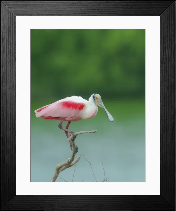 Framed Print : Roseate spoonbill, Smith Oaks Sanctuary, Bolivar Peninsula, High Island, Texas