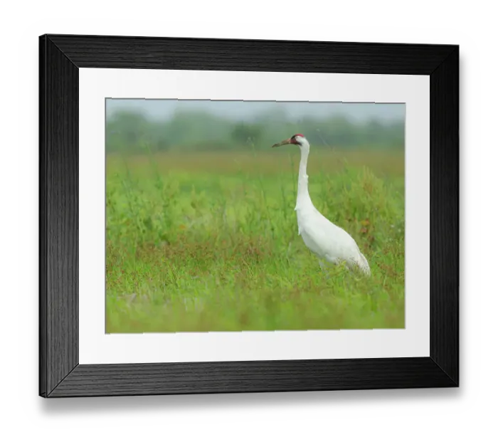 Framed Print : Whooping crane hunting for food, Texas coast Framed Print : Whooping crane hunting for food, Texas coast