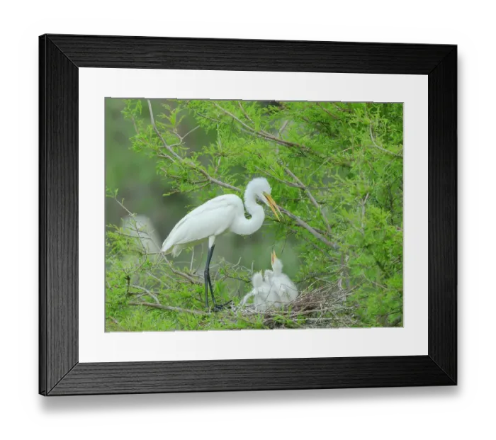 Framed Print : Great egret with chicks in nest, Smith Oaks Sanctuary, Texas Framed Print : Great egret with chicks in nest, Smith Oaks Sanctuary, Texas