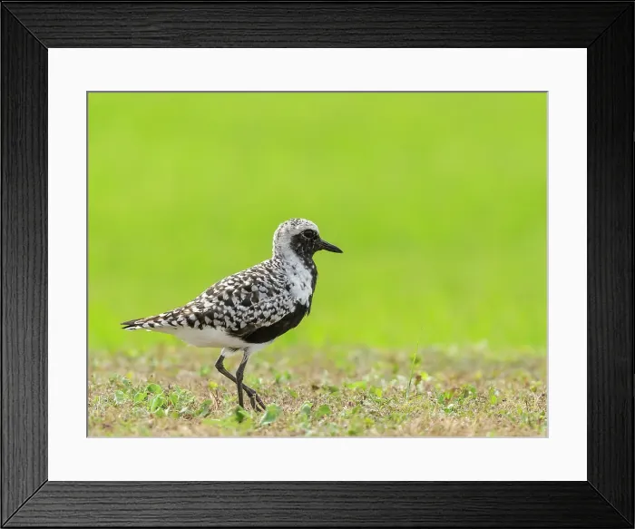 Framed Print : Black-bellied plover, Fort Travis, Texas, USA
