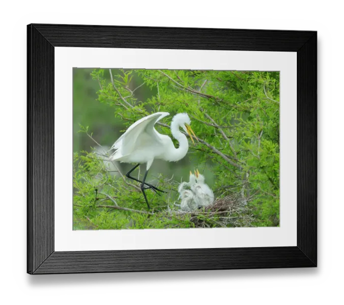 Framed Print : Great egret with chicks in nest, Smith Oaks Sanctuary, Texas Framed Print : Great egret with chicks in nest, Smith Oaks Sanctuary, Texas