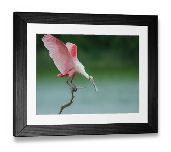 Framed Print : Roseate spoonbill balancing act, Smith Oaks Sanctuary, Bolivar Peninsula, High Island, Texas