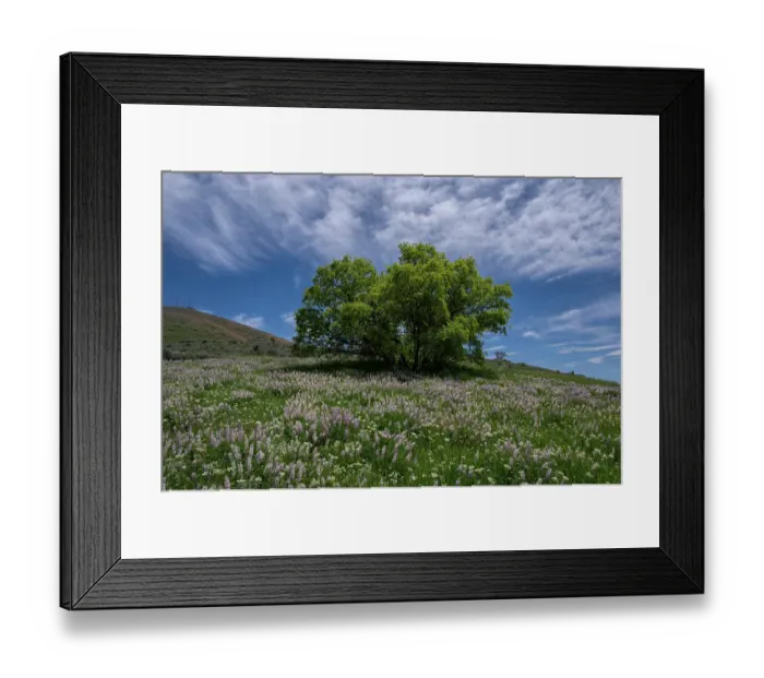 Framed Print : USA, Utah. Oak tree on hillside of lupine