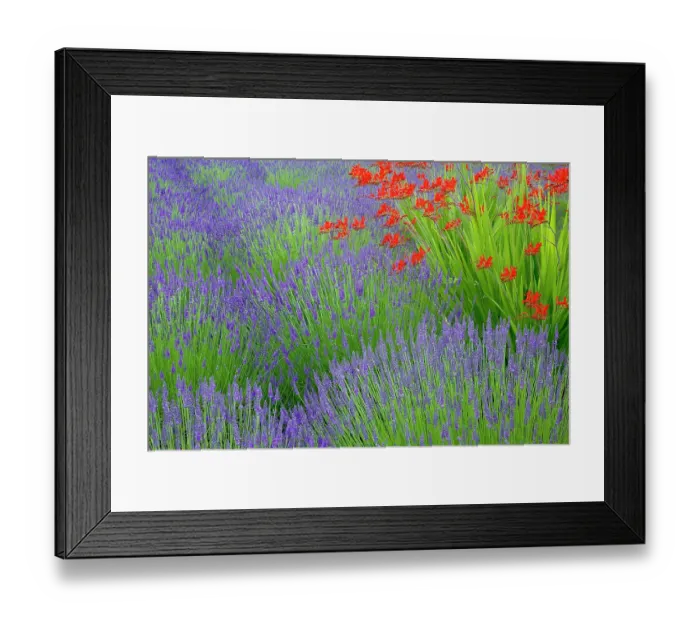 Framed Print : USA, Washington State, Seabeck. Lavender garden. ©Don Paulson  /  Jaynes Gallery  /  DanitaDelimont.com