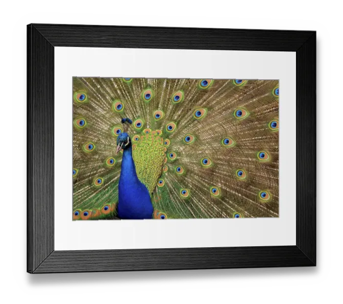 Framed Print : USA, Washington State, Seabeck. Peacock showing full feather display. ©Don Paulson / Jaynes Gallery / DanitaDelimont.com Framed Print : USA, Washington State, Seabeck. Peacock showing full feather display. ©Don Paulson / Jaynes Gallery / DanitaDelimont.com