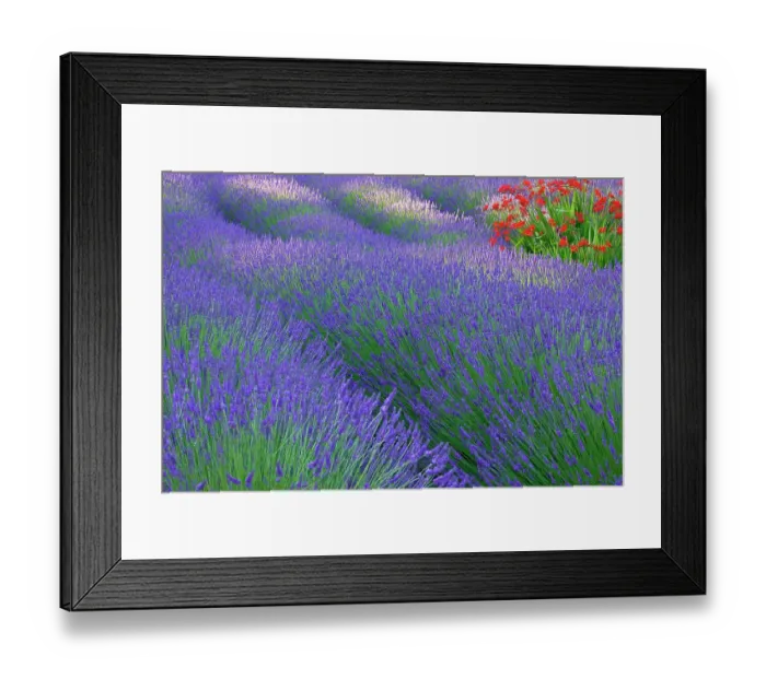 Framed Print : USA, Washington State, Seabeck. Lavender garden. ©Don Paulson / Jaynes Gallery / DanitaDelimont.com Framed Print : USA, Washington State, Seabeck. Lavender garden. ©Don Paulson / Jaynes Gallery / DanitaDelimont.com