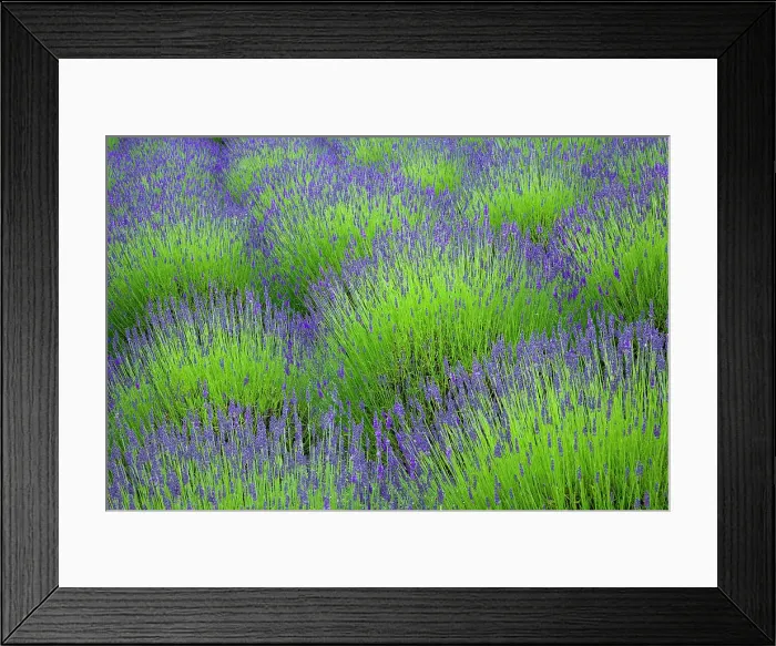 Framed Print : USA, Washington State, Seabeck. Lavender garden. ©Don Paulson / Jaynes Gallery / DanitaDelimont.com Framed Print : USA, Washington State, Seabeck. Lavender garden. ©Don Paulson / Jaynes Gallery / DanitaDelimont.com