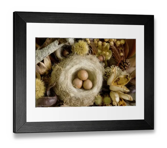 Framed Print : USA, Washington State, Seabeck. Bird nest and eggs close-up. ©Don Paulson / Jaynes Gallery / DanitaDelimont.com Framed Print : USA, Washington State, Seabeck. Bird nest and eggs close-up. ©Don Paulson / Jaynes Gallery / DanitaDelimont.com