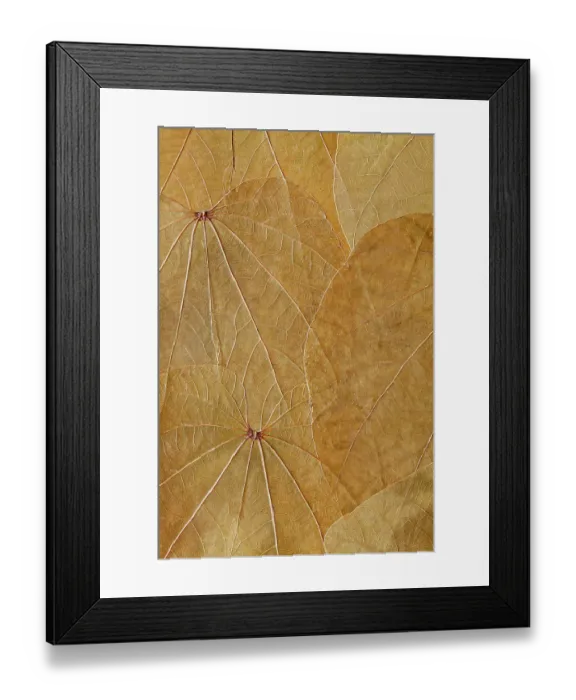 Framed Print : USA, Washington State, Seabeck. Close-up of pressed leaves. ©Don Paulson / Jaynes Gallery / DanitaDelimont.com Framed Print : USA, Washington State, Seabeck. Close-up of pressed leaves. ©Don Paulson / Jaynes Gallery / DanitaDelimont.com