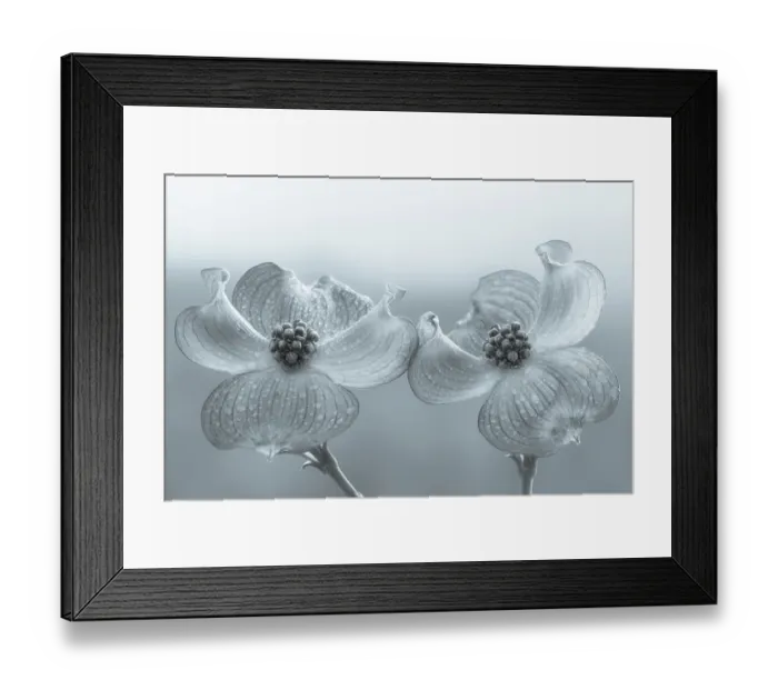 Framed Print : USA, Washington State, Seabeck. Dogwood blossoms. ©Don Paulson  /  Jaynes Gallery  /  DanitaDelimont.com