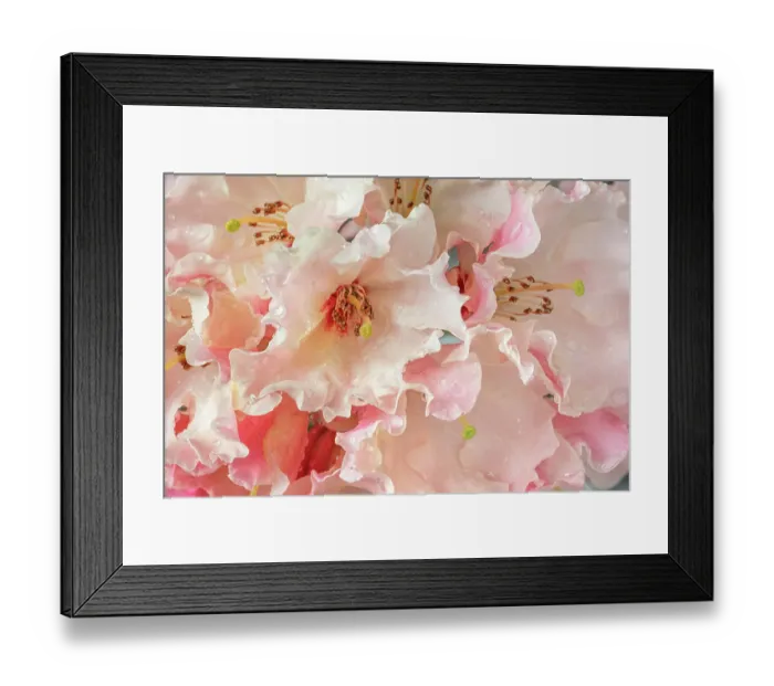 Framed Print : USA, Washington State, Seabeck. Rhododendron blossoms in the rain. ©Don Paulson / Jaynes Gallery / DanitaDelimont.com Framed Print : USA, Washington State, Seabeck. Rhododendron blossoms in the rain. ©Don Paulson / Jaynes Gallery / DanitaDelimont.com