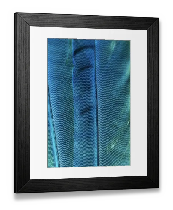 Framed Print : USA, Washington State, Seabeck. Blue jay feathers close-up. ©Don Paulson / Jaynes Gallery / DanitaDelimont.com Framed Print : USA, Washington State, Seabeck. Blue jay feathers close-up. ©Don Paulson / Jaynes Gallery / DanitaDelimont.com