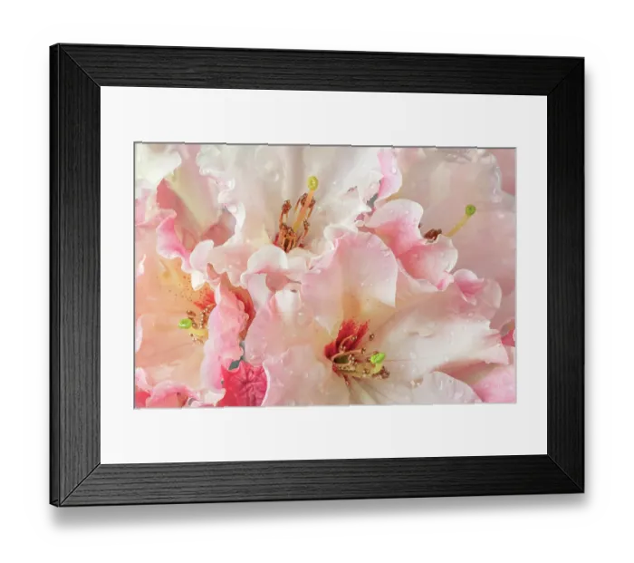 Framed Print : USA, Washington State, Seabeck. Rhododendron blossoms in the rain. ©Don Paulson / Jaynes Gallery / DanitaDelimont.com Framed Print : USA, Washington State, Seabeck. Rhododendron blossoms in the rain. ©Don Paulson / Jaynes Gallery / DanitaDelimont.com