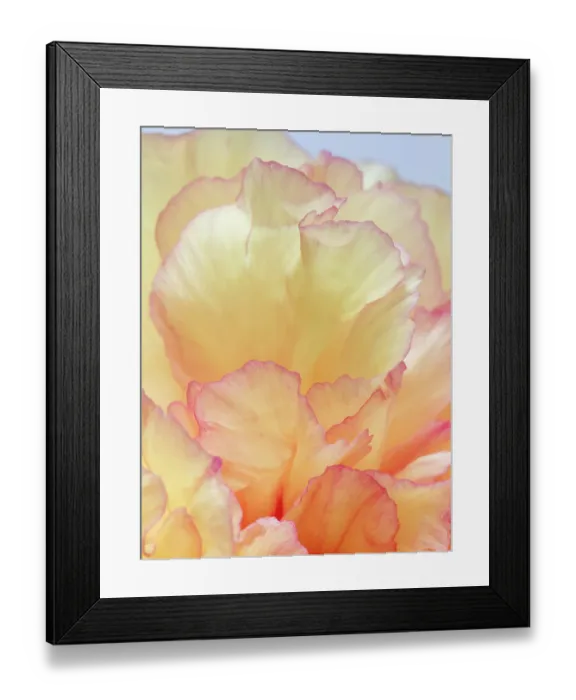 Framed Print : USA, Washington State, Seabeck. Tree peony blossom close-up. ©Don Paulson / Jaynes Gallery / DanitaDelimont.com Framed Print : USA, Washington State, Seabeck. Tree peony blossom close-up. ©Don Paulson / Jaynes Gallery / DanitaDelimont.com