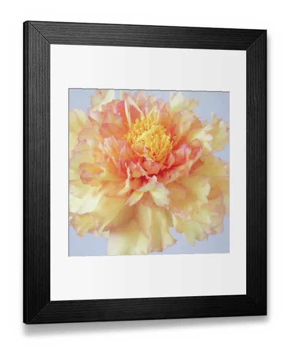 Framed Print : USA, Washington State, Seabeck. Tree peony blossom close-up. ©Don Paulson / Jaynes Gallery / DanitaDelimont.com Framed Print : USA, Washington State, Seabeck. Tree peony blossom close-up. ©Don Paulson / Jaynes Gallery / DanitaDelimont.com