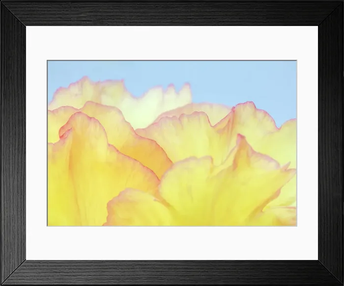 Framed Print : USA, Washington State, Seabeck. Tree peony blossom close-up. ©Don Paulson / Jaynes Gallery / DanitaDelimont.com Framed Print : USA, Washington State, Seabeck. Tree peony blossom close-up. ©Don Paulson / Jaynes Gallery / DanitaDelimont.com