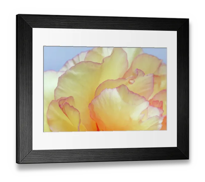 Framed Print : USA, Washington State, Seabeck. Tree peony blossom close-up. ©Don Paulson / Jaynes Gallery / DanitaDelimont.com Framed Print : USA, Washington State, Seabeck. Tree peony blossom close-up. ©Don Paulson / Jaynes Gallery / DanitaDelimont.com