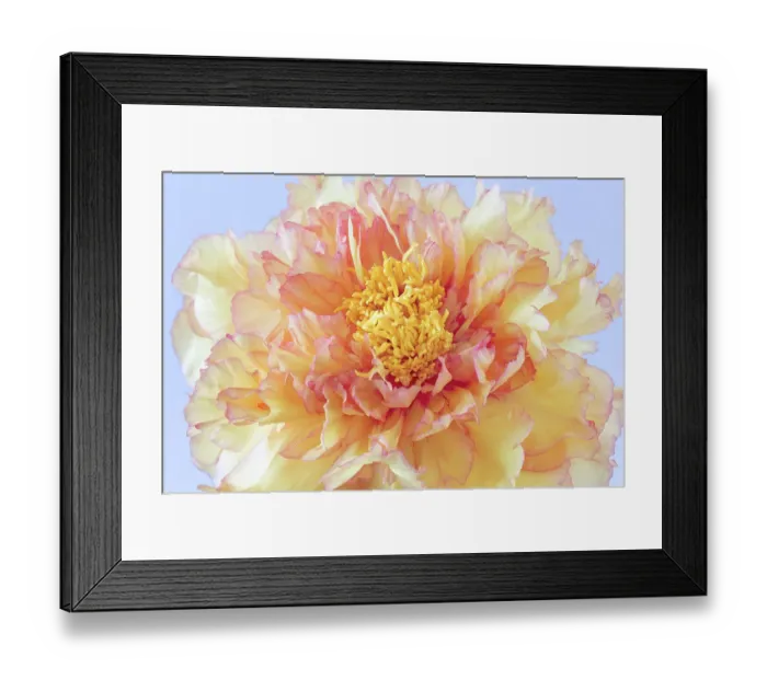 Framed Print : USA, Washington State, Seabeck. Tree peony blossom close-up. ©Don Paulson / Jaynes Gallery / DanitaDelimont.com Framed Print : USA, Washington State, Seabeck. Tree peony blossom close-up. ©Don Paulson / Jaynes Gallery / DanitaDelimont.com