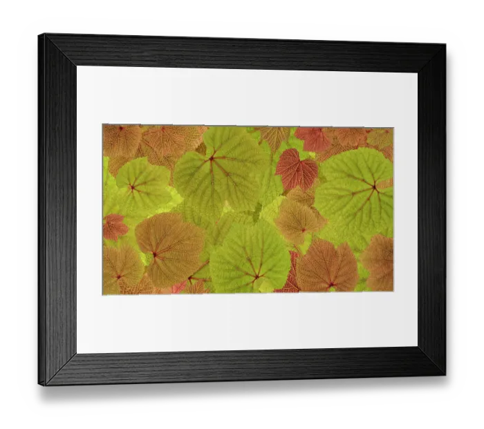 Framed Print : USA, Washington State, Seabeck. Grape leaves close-up. ©Don Paulson  /  Jaynes Gallery  /  DanitaDelimont.com