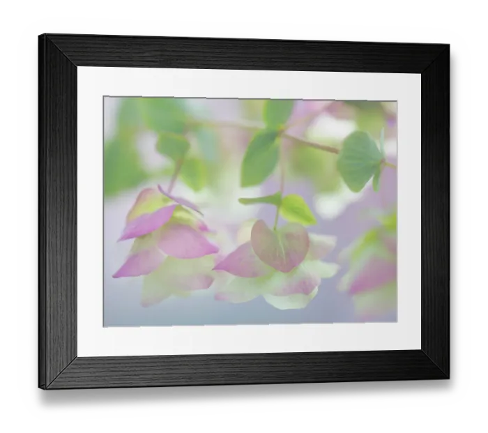Framed Print : USA, Washington State, Seabeck. Ornamental oregano petals. ©Don Paulson / Jaynes Gallery / DanitaDelimont.com Framed Print : USA, Washington State, Seabeck. Ornamental oregano petals. ©Don Paulson / Jaynes Gallery / DanitaDelimont.com