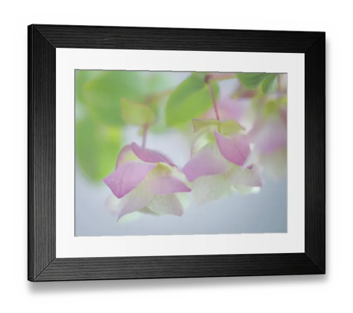 Framed Print : USA, Washington State, Seabeck. Ornamental oregano petals. ©Don Paulson / Jaynes Gallery / DanitaDelimont.com Framed Print : USA, Washington State, Seabeck. Ornamental oregano petals. ©Don Paulson / Jaynes Gallery / DanitaDelimont.com