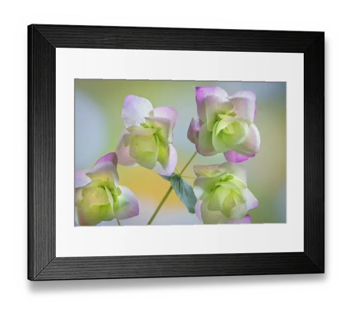 Framed Print : USA, Washington State, Seabeck. Ornamental oregano petals. ©Don Paulson  /  Jaynes Gallery  /  DanitaDelimont.com