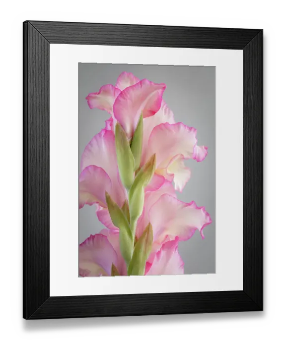 Framed Print : USA, Washington State, Seabeck. Gladiola blossoms close-up. ©Don Paulson  /  Jaynes Gallery  /  DanitaDelimont.com